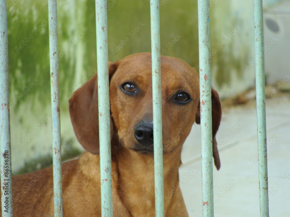 Decreto denominado “Justiça por Orelha” expande os critérios para a aplicação de multas para situações de maus-tratos a animais