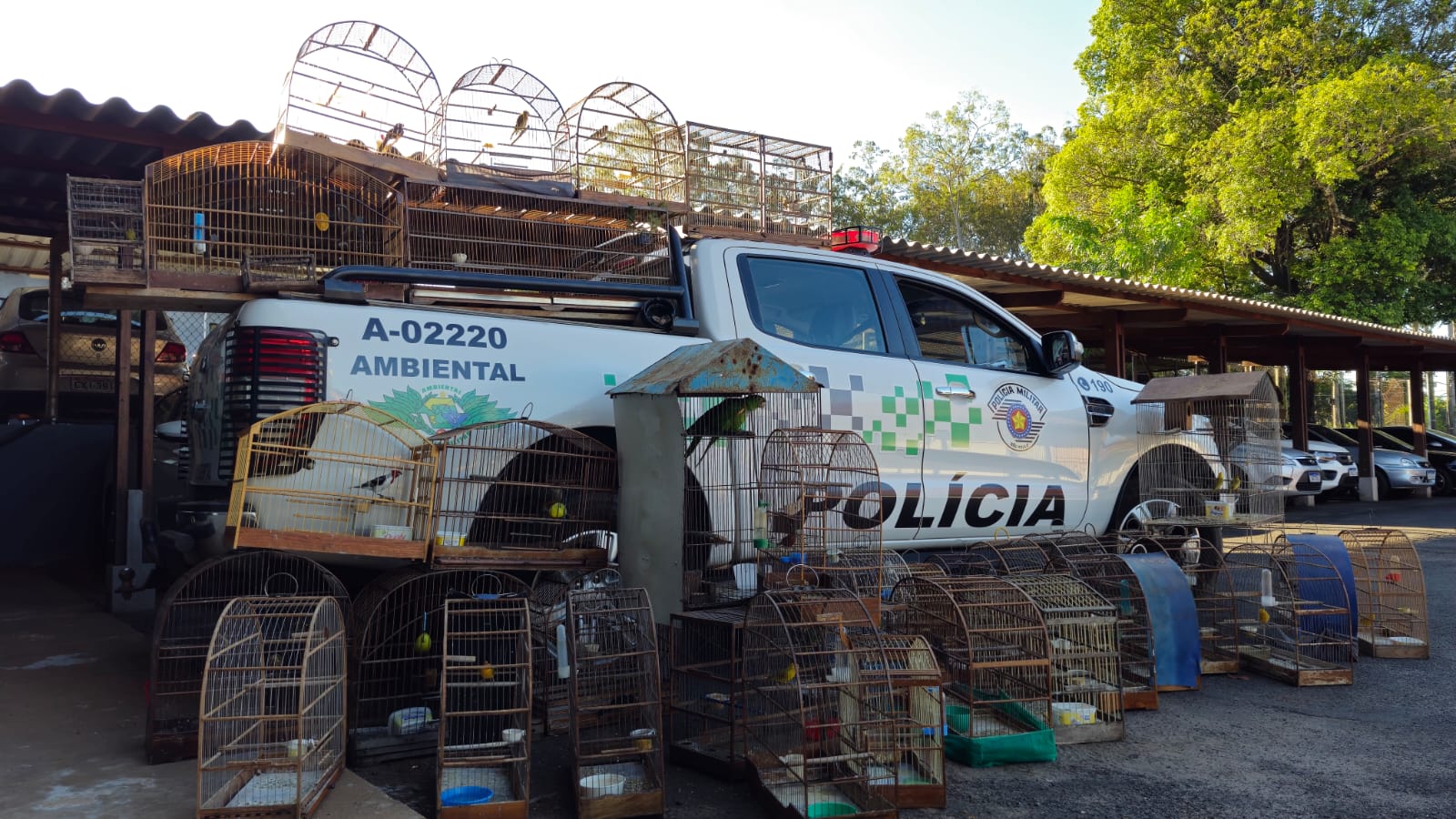 Polícia Militar Ambiental resgata 40 aves silvestres em cativeiro no município de Agudos
