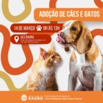 Evento ‘Adote um Amigo’ com cães e gatos acontece neste sábado em Bauru