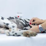 ‘Amigo Caramelo’ castra 640 animais gratuitamente em Bauru neste fim de semana 