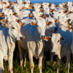 China reconhece Brasil livre de febre aftosa e abre mercado para exportação de carne