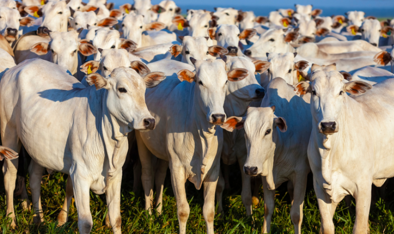 China reconhece Brasil livre de febre aftosa e abre mercado para exportação de carne