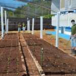 Fundação CASA em Bauru oferece cultivo de alface e cebolinha como atividade prática a adolescentes privados de liberdade