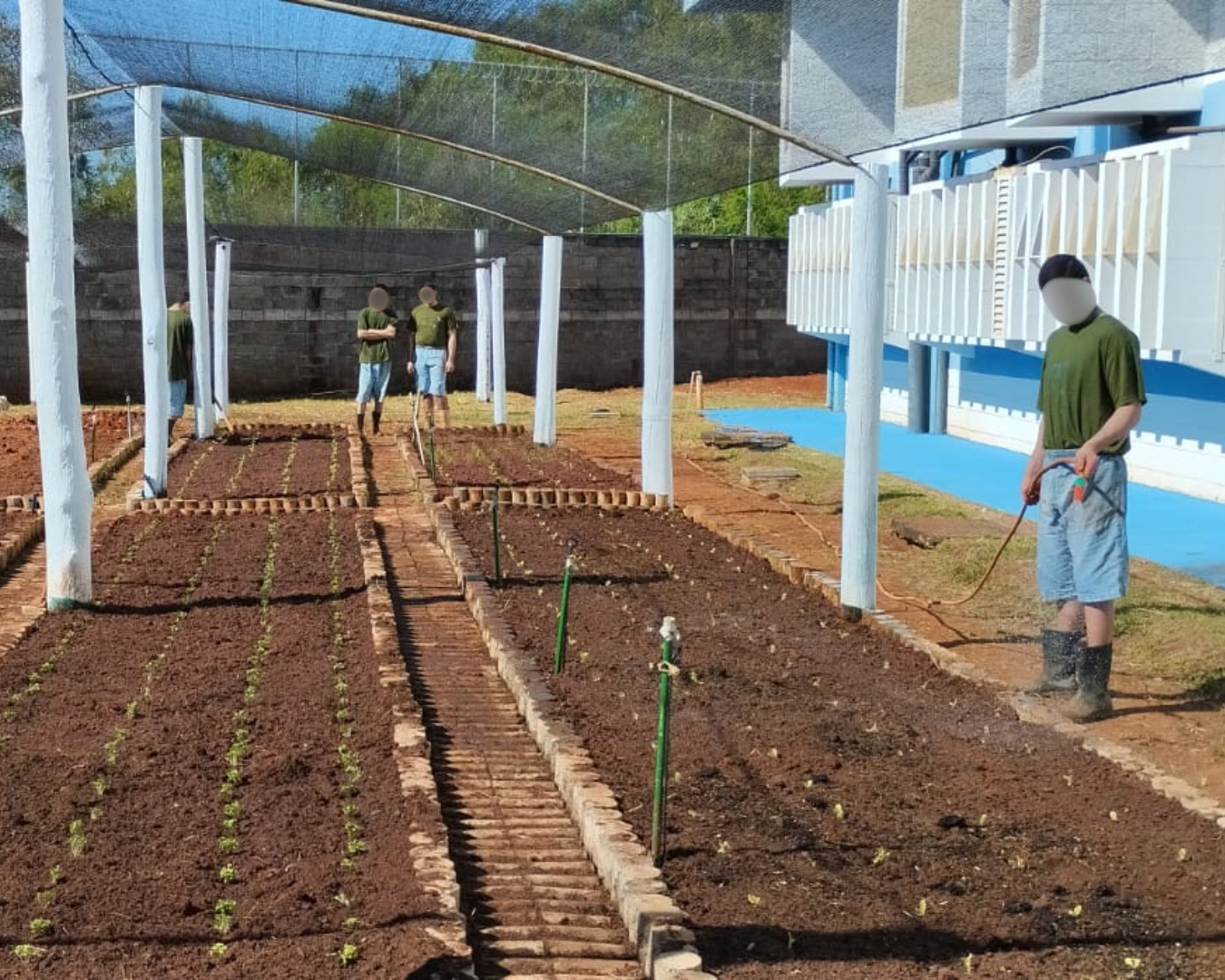 Fundação CASA em Bauru oferece cultivo de alface e cebolinha como atividade prática a adolescentes privados de liberdade
