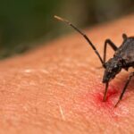 Anvisa aprova o uso do medicamento Lampit® para o tratamento pediátrico da Doença de Chagas