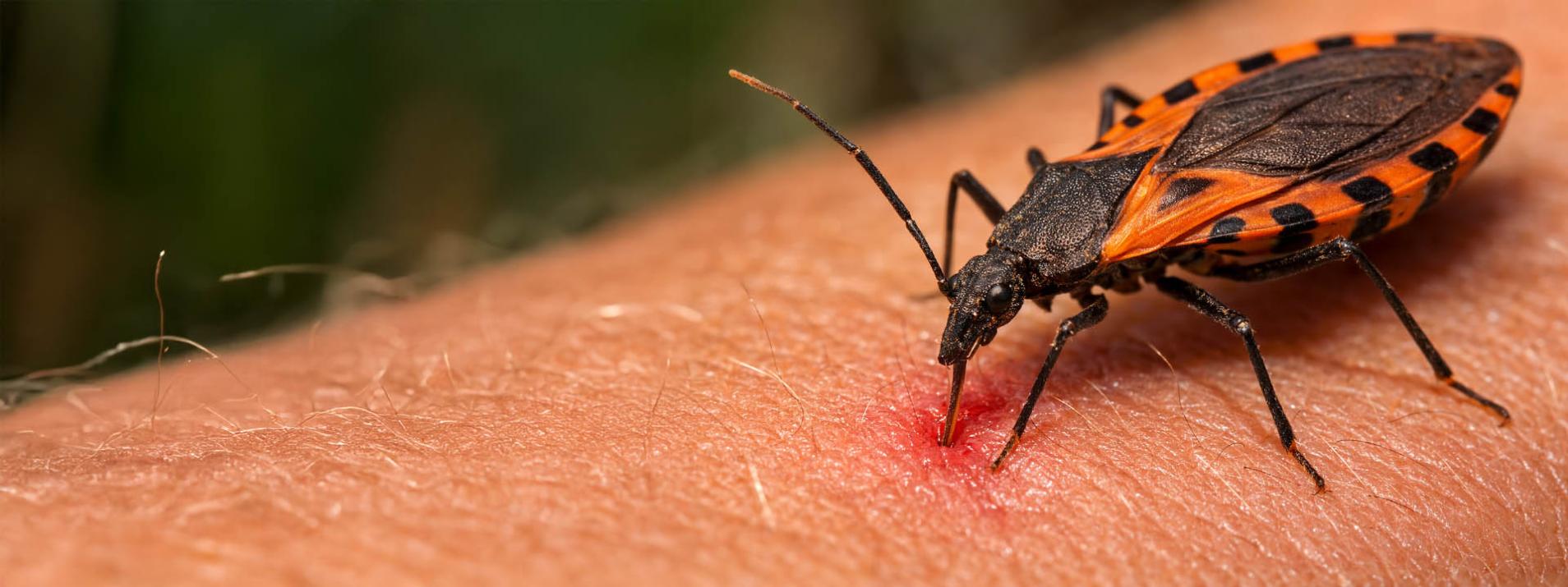 Anvisa aprova o uso do medicamento Lampit® para o tratamento pediátrico da Doença de Chagas