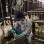 Brasil proíbe produção e venda de foie gras e de alimentos feitos com alimentação forçada de animais