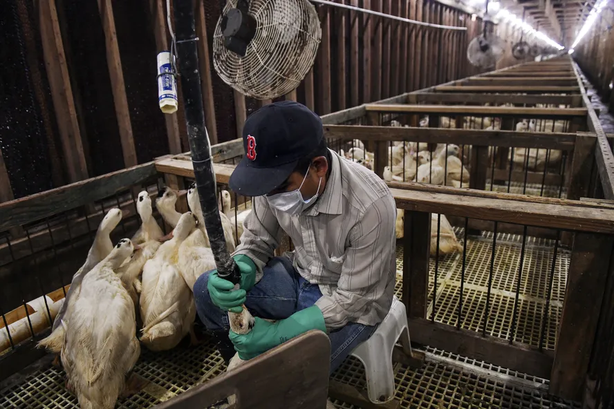Brasil proíbe produção e venda de foie gras e de alimentos feitos com alimentação forçada de animais