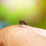Chuva e calor do El Niño exigem cuidado redobrado contra o Aedes, alerta SES-SP 