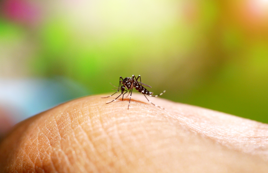 Chuva e calor do El Niño exigem cuidado redobrado contra o Aedes, alerta SES-SP 
